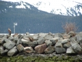 Alaska 2004
