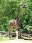 Brookfield Zoo